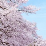 醍醐桜の満開を渋滞せずに見る方法